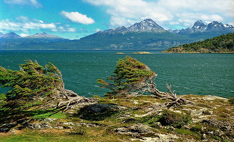 Nothofagus