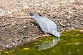 Paloma torcaz (Columba palumbus), Hartelholz, Múnich, Alemania, 2016-04-03, DD 03