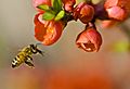 Pollinationn