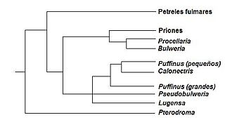 Archivo:Procellariidae filogenetica