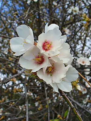 Archivo:Prunus dulcis 002