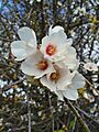 Prunus dulcis 002