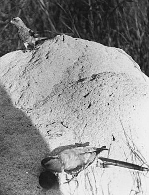 Archivo:Psephotus pulcherrimus by nest
