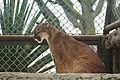 Puma Parque de las Leyendas