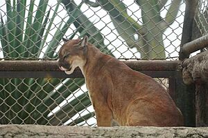 Archivo:Puma Parque de las Leyendas