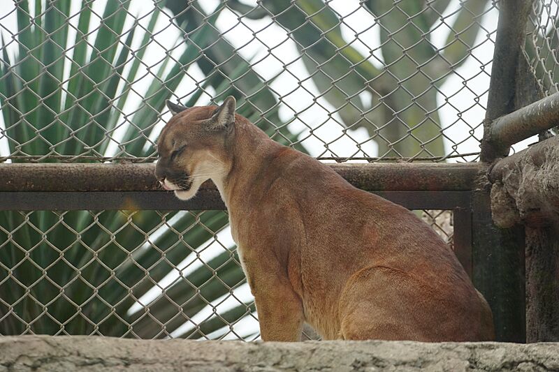 Puma Parque de las Leyendas