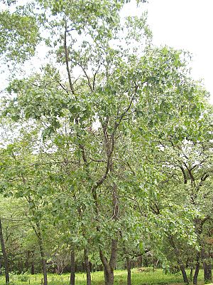 Archivo:Quercus kelloggii (tree)