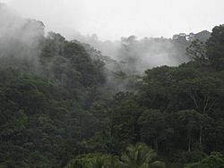 Rainforest near Golfito, Costa Rica.jpg