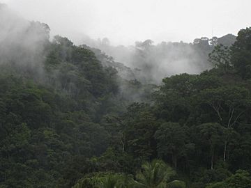 Rainforest near Golfito, Costa Rica