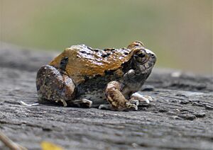Archivo:Ranita de cuatro ojos (Physalaemus biligonigerus), Uruguay, 2022