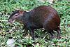 Red-rumped Agouti (17380318590).jpg
