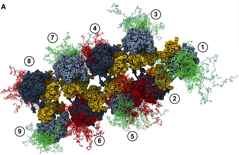 Replicating Nanomachines