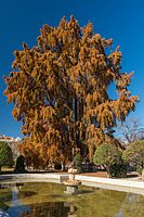 Retiro Park - Ahuehuete