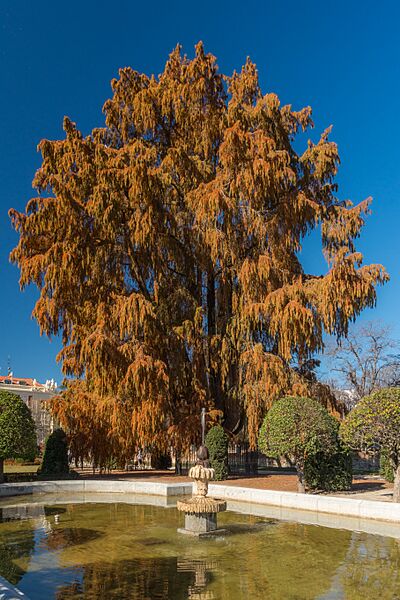 Retiro Park - Ahuehuete