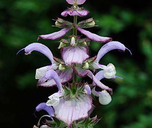 Archivo:Salvia sclarea infloresc