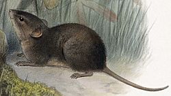 Scotinomys teguina. Biologia Centrali-Americana (Tab 14) BHL570896.jpg