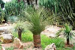 Ses Salines - Botanicactus - Dasylirion serratifolium 04 ies.jpg