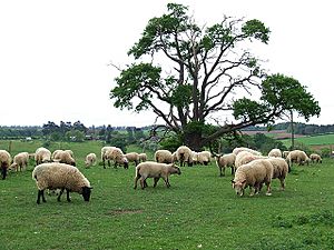 Archivo:Sheep Grazing, Allscott, Shropshire - geograph.org.uk - 428335