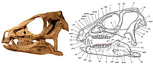 Archivo:Skull of Heterodontosaurus