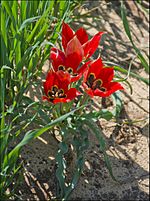 Archivo:Tulipa-Sharonensis-ZE-5487