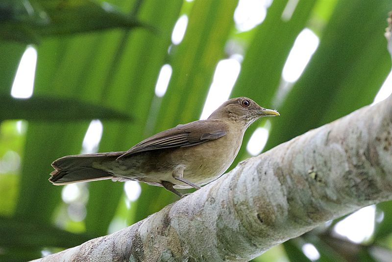 Turdus sanchezorum