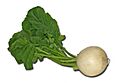 Turnip-1129 640