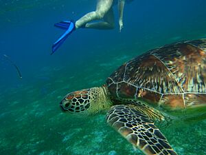 Archivo:Turtles at Kuredu Maldives (4550532374)