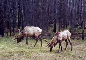 Archivo:Two elk banff