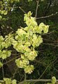 Ulmus minor IP1104015