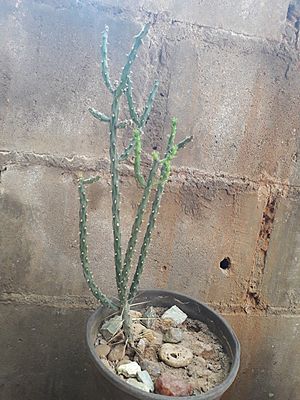 Archivo:Una Cylindropuntia × vivipara