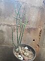 Una Cylindropuntia × vivipara