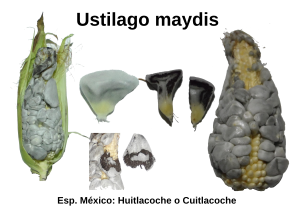 Archivo:Ustilago maydis
