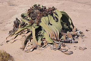 Archivo:Welwitschia
