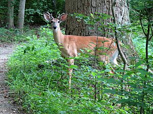 Archivo:White-tailed Deer - Flickr - treegrow
