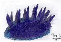 Archivo:Wiwaxia taijianjenjis (1)