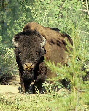Archivo:Wood-Buffalo-NP Waldbison 98-07-02