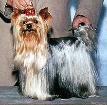 Archivo:Yorkshire Terrier WA Mozart Dolce Sinfonia