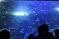 Acuario 029