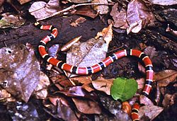 Allen's Coral Snake (Micrurus alleni) on the trail (24243624333) (cropped).jpg