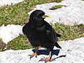Alpendohle am Warscheneck