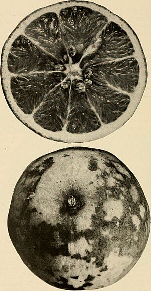Archivo:American breeders magazine (1913) (18114760052)