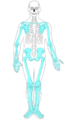Appendicular skeleton diagram blank