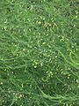 Asperge in bloei Asparagus officinalis
