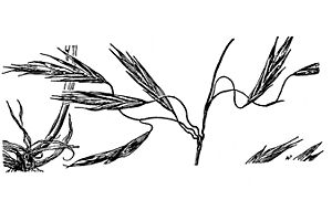 Archivo:Bromus laevipes HC-1950