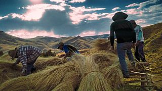 Building a straw roof in Ocra, Chinchaypujio