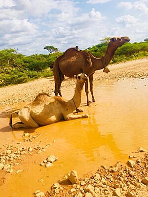 Archivo:Camels in Guriceel District