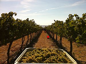 Archivo:Chardonnay grapes harvested from Wykoff