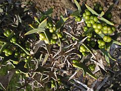 Colletia paradoxa.jpg