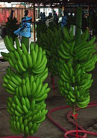 Archivo:Costa Rican banana bunch