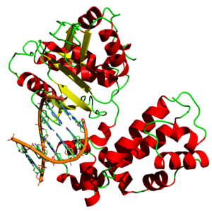 Archivo:DNA polymerase